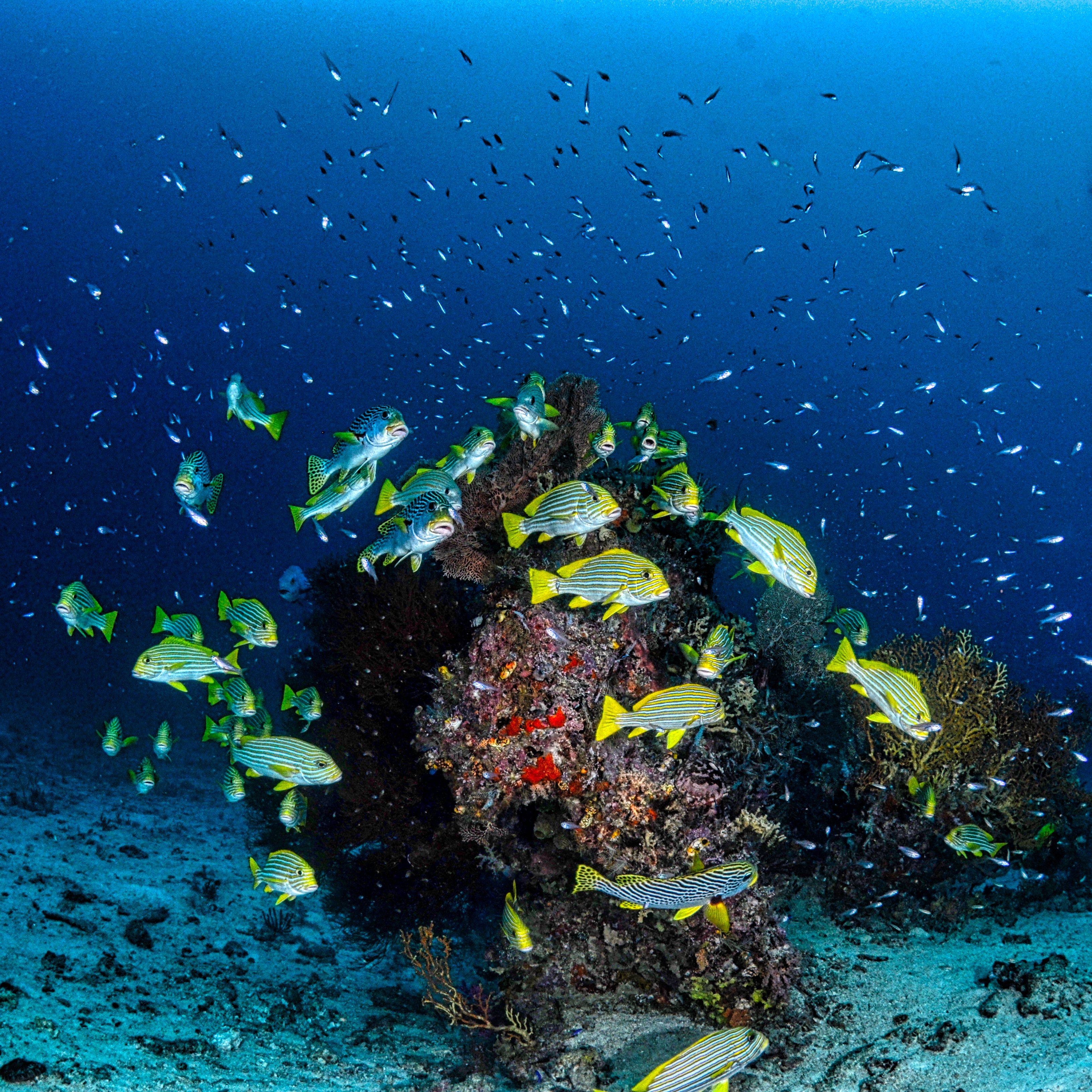 Marine Conservation